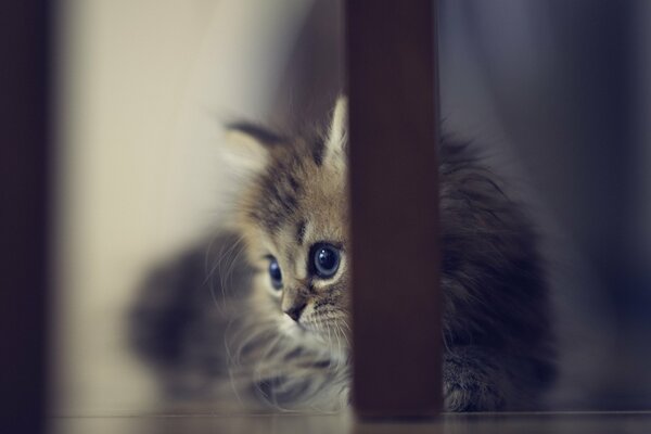 Lo sguardo toccante del gattino da sotto la gamba della sedia