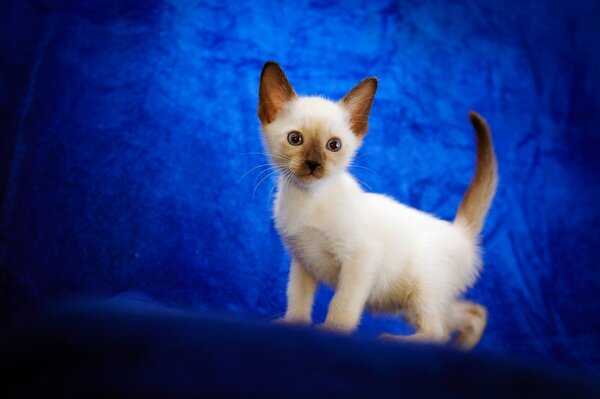 A small white kitten on a blue background