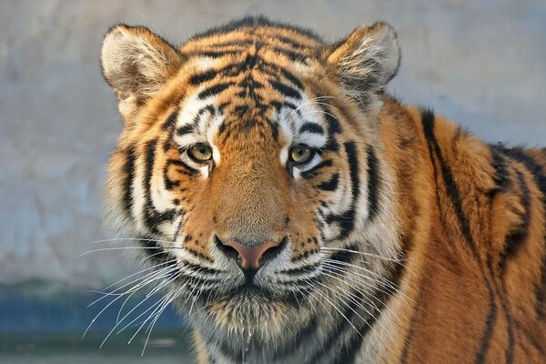 La mirada cansada de un tigre depredador rayado