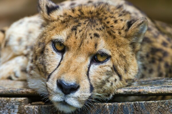 Der Gepard ruht und legt seine Schnauze auf den Boden