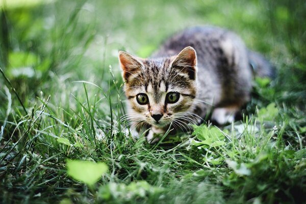 Grey kitten playing in the green grass