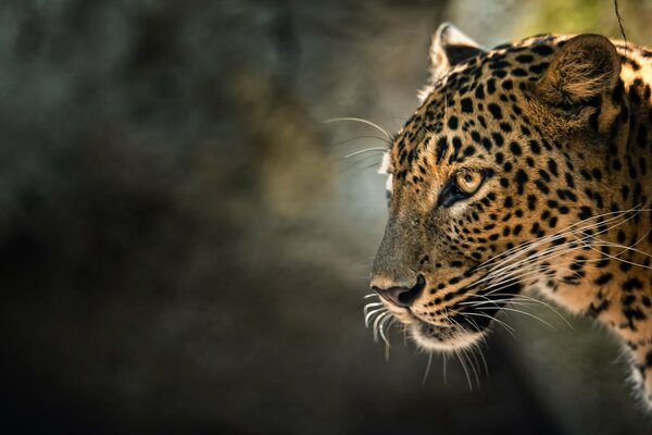 Foto del primo piano del leopardo