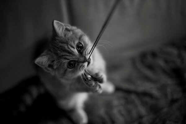 Foto en blanco y negro de un gatito jugando