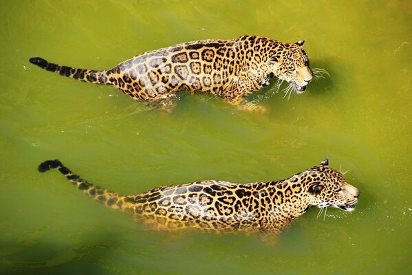 Jaguar flotte dans l eau Zen