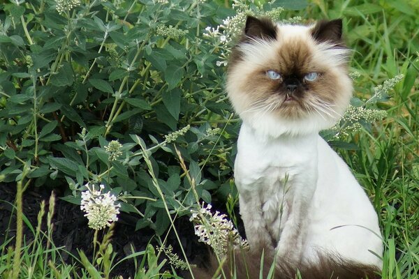 A cat with a funny mane in the bushes