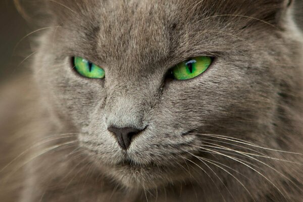 Gatto grigio con gli occhi verdi