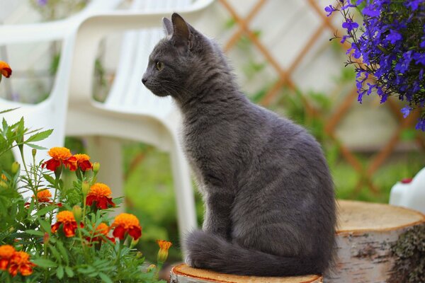 Rauchige Katze auf einem Hanf in Blumen