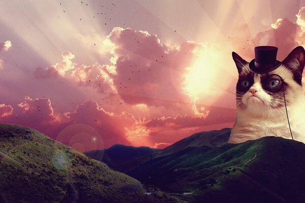 The cat from the meme grumpy cat on the background of sunrise