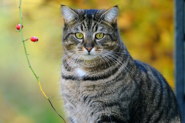 A well-fed noble gray cat near a berry twig