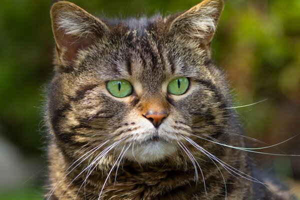 Gestreifte Katze mit grünen Augen