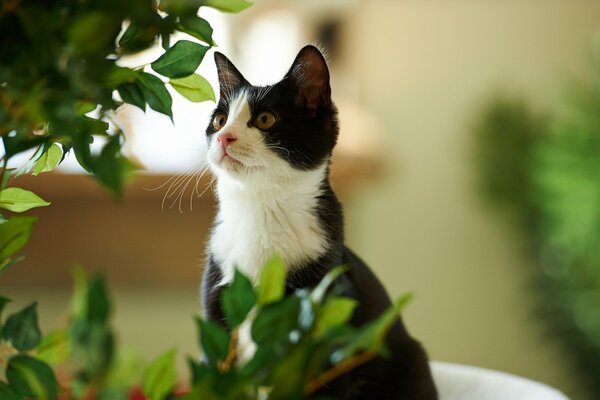 Schwarz-weiße Katze guckt hinter Pflanzen her