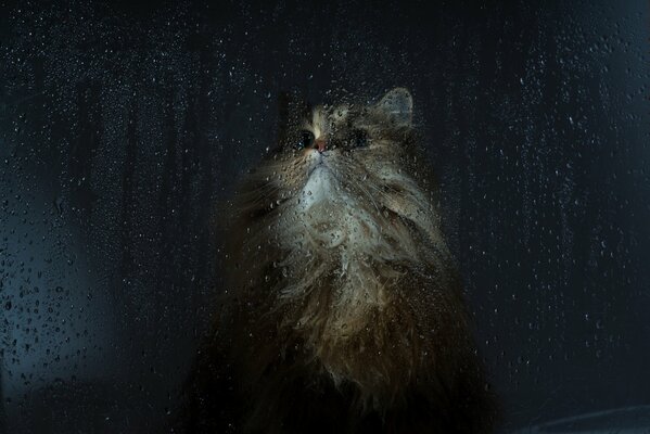 Gato peludo en una ventana lluviosa