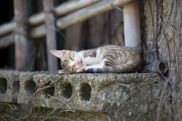 Chaton dort doucement sur la dalle de béton