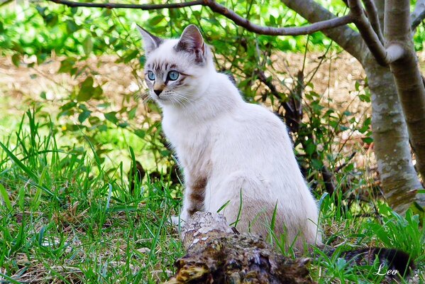 Lichtung Baum Katze Ruhe