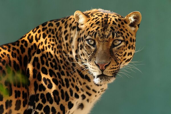 Leopardo predatore forte