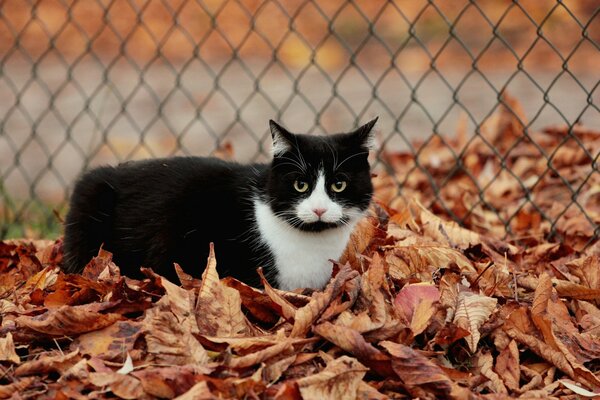 Chat blanc pair assis dans les feuilles