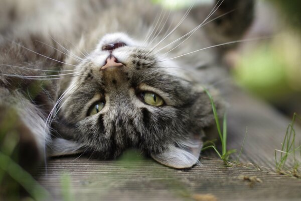 A gray cat near a blade of grass rests with its whiskers up, but its eyes are watching you