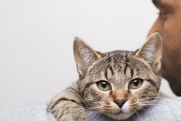 Sguardo degli occhi Grigi del gatto sulla spalla del maschio