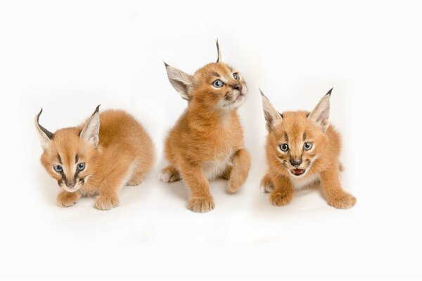 Lynx kittens fear background