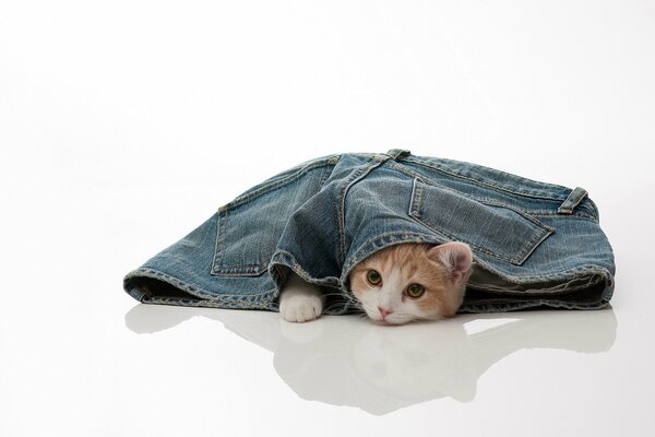 Chaton ludique coincé dans un short en Jean