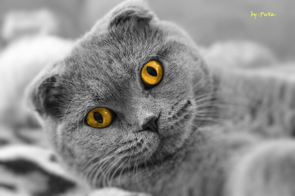 La mirada de los ojos amarillos de Scottish fold