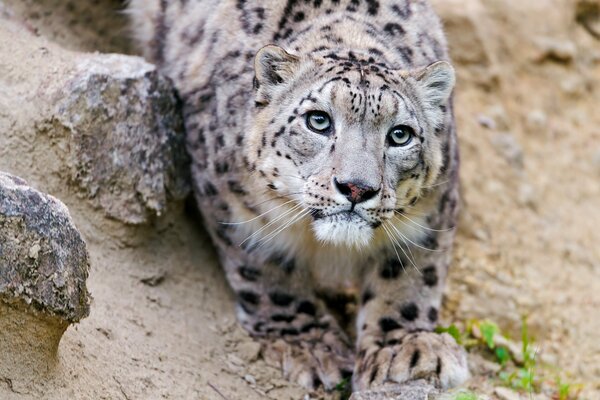 Leopardo de las Nieves con una mirada misteriosa