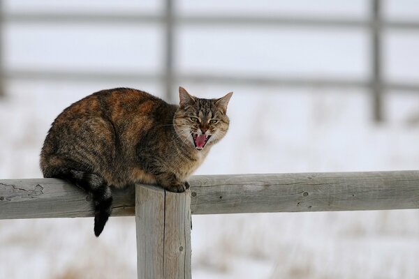 Wütende Katze sitzt auf einem Holzzaun