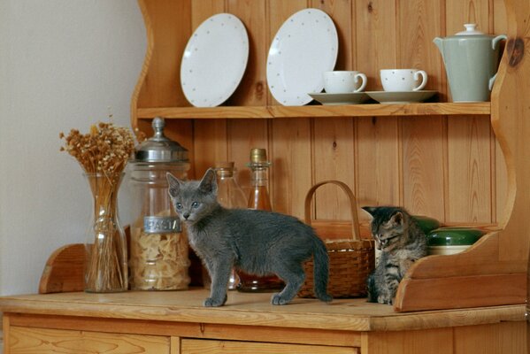 Gray kitten on the shelf with dishes