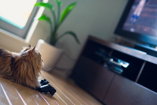 Margherita gatto con joystick sullo schermo