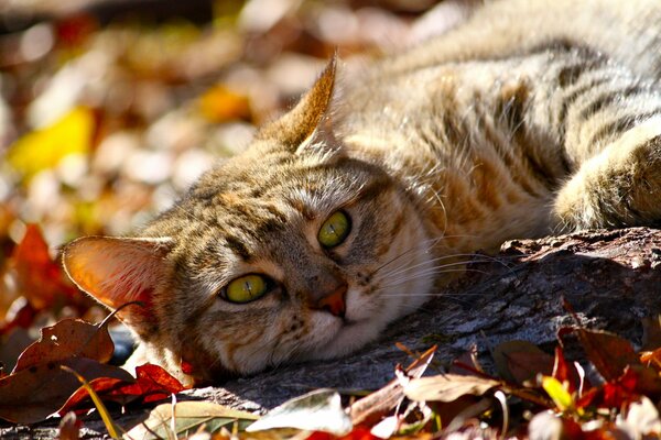 El gato de ojos verdes descansa en las hojas