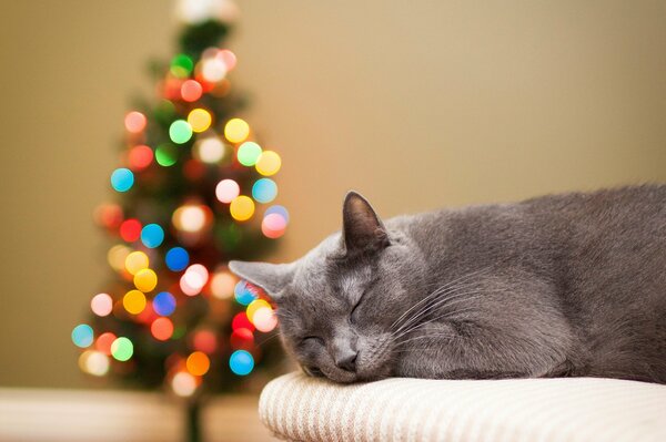 Graue Katze schläft auf einem Weihnachtsbaum Hintergrund