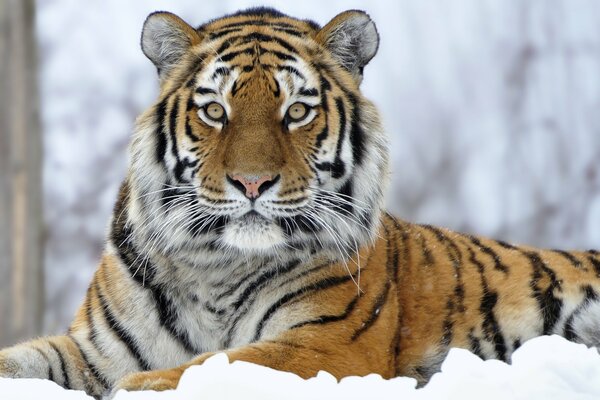 Gran tigre rayado en la nieve