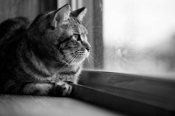 Black and white photo of a cat looking out the window