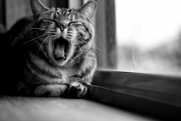 Striped cat on the windowsill in black and white