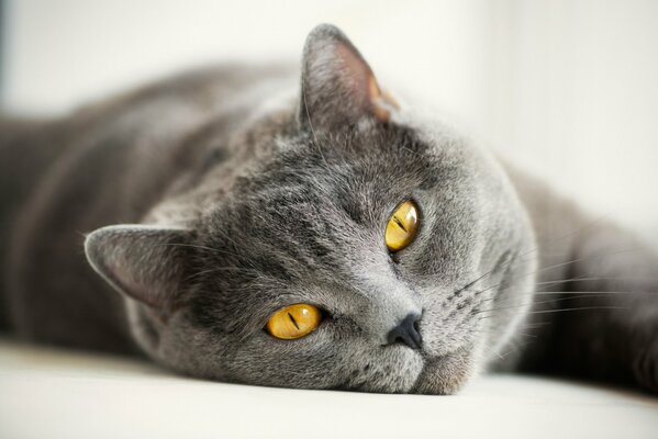 Grey British cat with yellow eyes