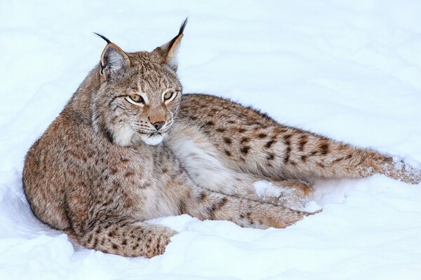 Un lince sonriente yace en la nieve