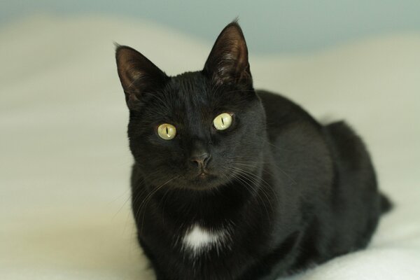 A black cat is lying on the bed