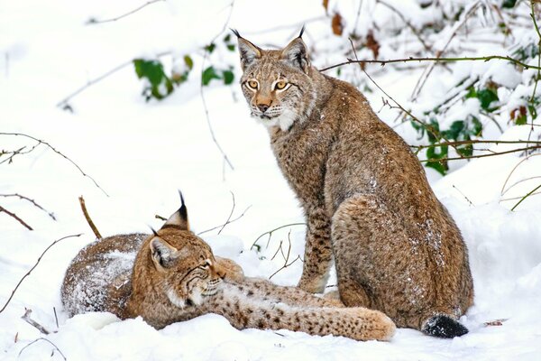 Pareja lince en la nieve