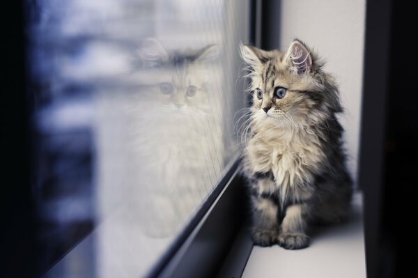 Ein kleines flauschiges Kätzchen auf dem Fenster schaut auf sein Spiegelbild