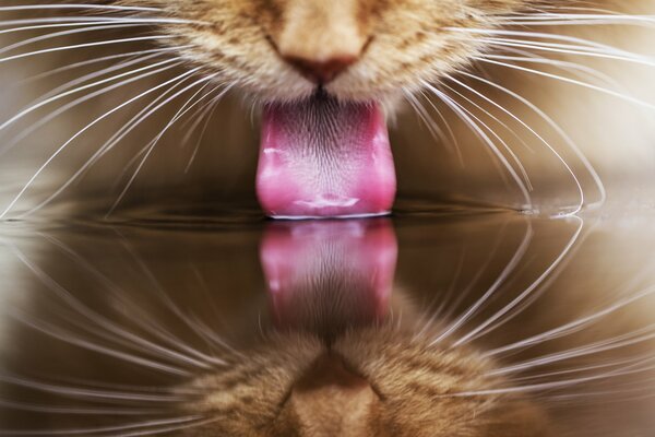 Reflet de la langue d un chat roux dans une flaque d eau