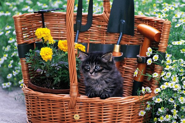 A kitten in a wicker basket with flowers