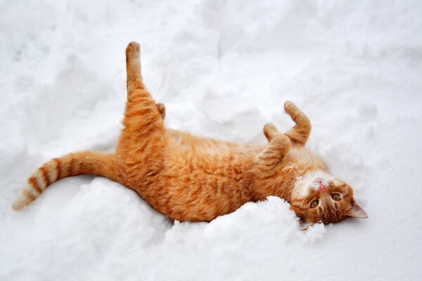 Chat roux dans la neige se prélasser