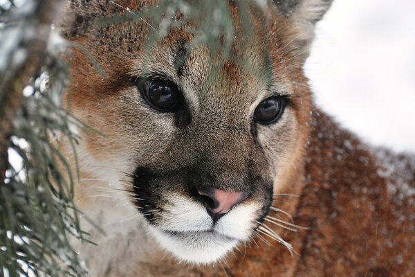 The predatory gaze of a mountain lion