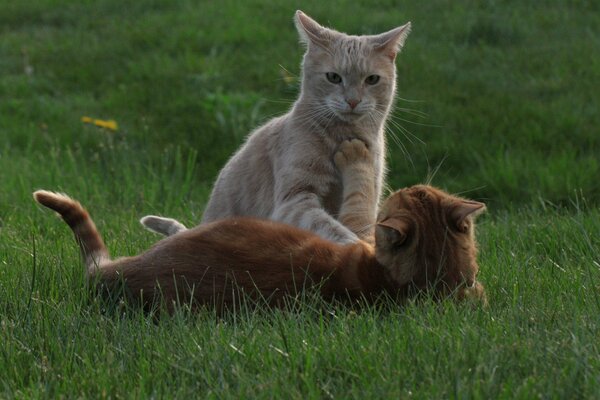 The game of two red cats in a clearing