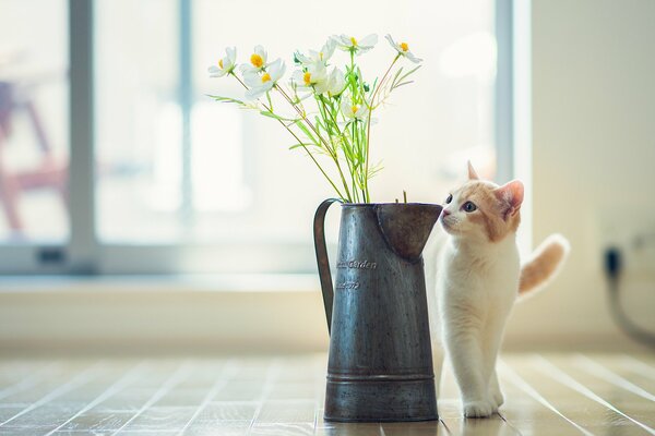 Chat reniflant une vieille cruche avec des fleurs