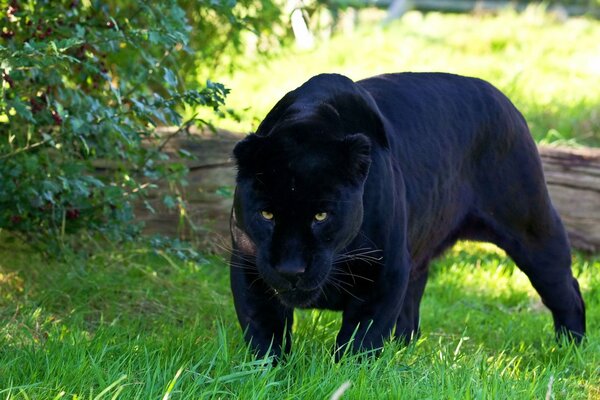 Panthère prédatrice au regard féroce