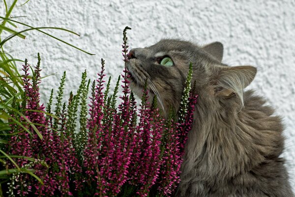 Graue Katze schaut auf Blumen