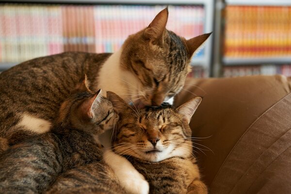 Eine Katzenfamilie. Katze, Katze und Kätzchen