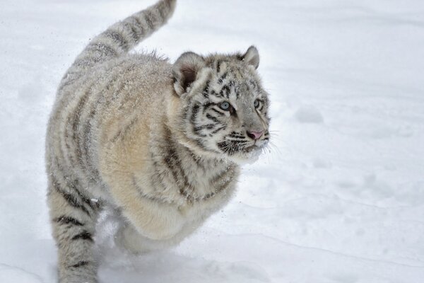 Tigre corriendo en la nieve foto