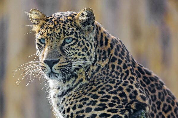 Großer fleckiger Leopard mit blauen Augen